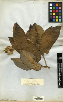 Type specimen at Edinburgh (E). Spruce, Richard: . Barcode: E00056058.