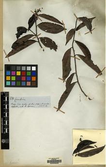 Type specimen at Edinburgh (E). Spruce, Richard: 3681. Barcode: E00056059.