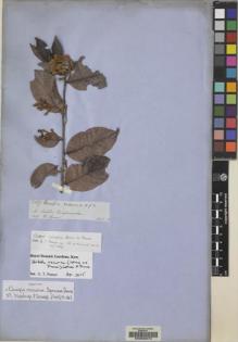 Type specimen at Edinburgh (E). Spruce, Richard: 5067. Barcode: E00056074.