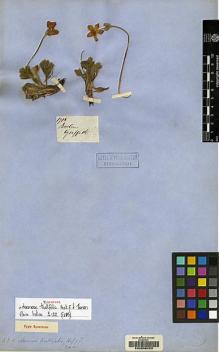 Type specimen at Edinburgh (E). Griffith, William: 1718. Barcode: E00056220.