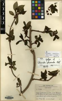 Type specimen at Edinburgh (E). Schneider, Camillo: 1276. Barcode: E00056359.