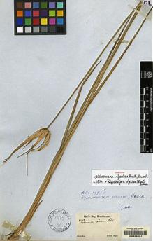Type specimen at Edinburgh (E). Sellow, Friedrich: . Barcode: E00056551.