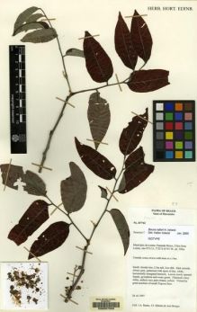 Type specimen at Edinburgh (E). Ratter, James; Ribeiro, J.; Borges, José: R 7762. Barcode: E00057203.
