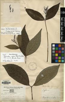 Type specimen at Edinburgh (E). Buchanan-Hamilton, Francis: 92. Barcode: E00057324.