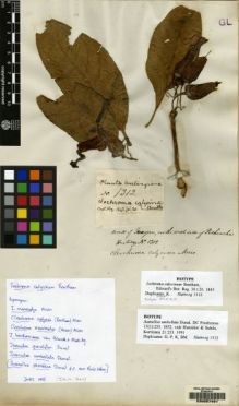 Type specimen at Edinburgh (E). Hartweg, Karl: 1312. Barcode: E00057491.