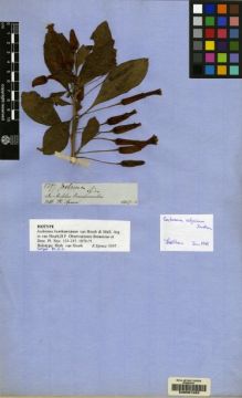 Type specimen at Edinburgh (E). Spruce, Richard: 5397. Barcode: E00057493.