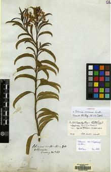 Type specimen at Edinburgh (E). Cuming, Hugh: 263. Barcode: E00057520.