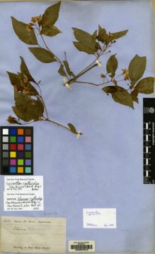 Type specimen at Edinburgh (E). Spruce, Richard: 6501. Barcode: E00057573.