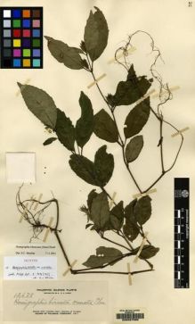 Type specimen at Edinburgh (E). Elmer, Adolph: 12678. Barcode: E00057586.