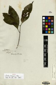 Type specimen at Edinburgh (E). Cuming, Hugh: 1310. Barcode: E00057600.