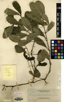 Type specimen at Edinburgh (E). Elmer, Adolph: 11070. Barcode: E00057601.