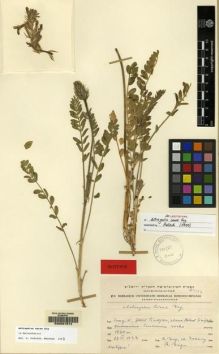 Type specimen at Edinburgh (E). Eig, Alexander; Zohary, Michael: . Barcode: E00057874.