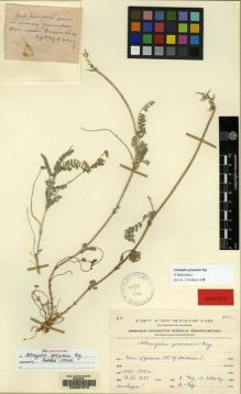 Type specimen at Edinburgh (E). Eig, Alexander; Zohary, Michael: . Barcode: E00057876.