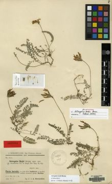 Type specimen at Edinburgh (E). Bornmüller, Joseph: 6770. Barcode: E00057881.