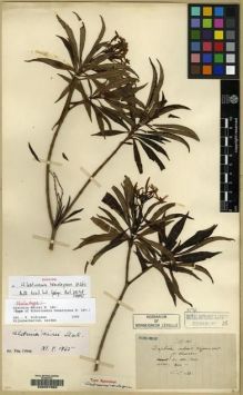 Type specimen at Edinburgh (E). Maire, Edouard-Ernest: . Barcode: E00057963.
