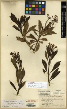 Type specimen at Edinburgh (E). Maire, Edouard-Ernest: . Barcode: E00057964.