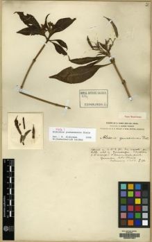 Type specimen at Edinburgh (E). Forrest, George: 592. Barcode: E00057967.