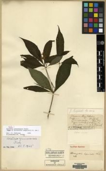 Type specimen at Edinburgh (E). Esquirol, Joseph: 3212. Barcode: E00057968.