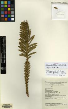 Type specimen at Edinburgh (E). : NSW 362731. Barcode: E00058993.