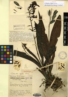 Type specimen at Edinburgh (E). Forrest, George: 19063. Barcode: E00059031.