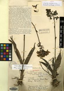 Type specimen at Edinburgh (E). Forrest, George: 7824. Barcode: E00059033.