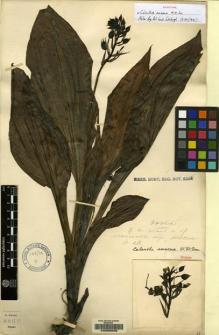 Type specimen at Edinburgh (E). Forrest, George: 8867. Barcode: E00059036.