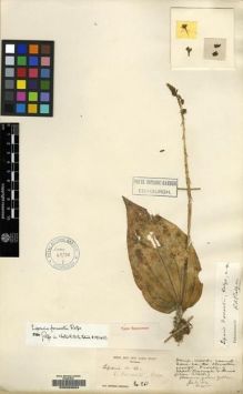 Type specimen at Edinburgh (E). Forrest, George: 261. Barcode: E00059064.