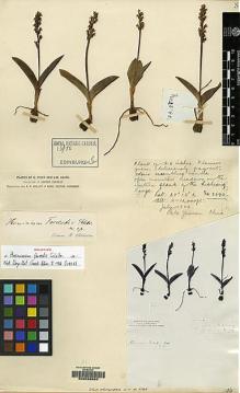 Type specimen at Edinburgh (E). Forrest, George: 2590. Barcode: E00059065.