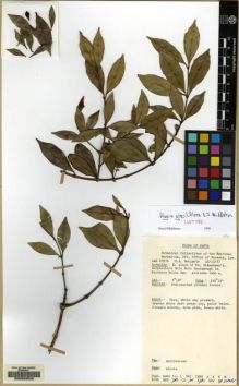 Type specimen at Edinburgh (E). Benjamin, M.: LAE 67976. Barcode: E00059520.