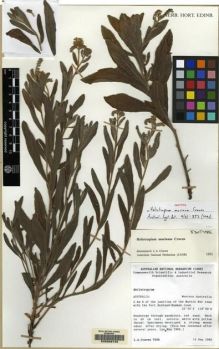 Type specimen at Edinburgh (E). Craven, Lyndley: 7556. Barcode: E00059745.