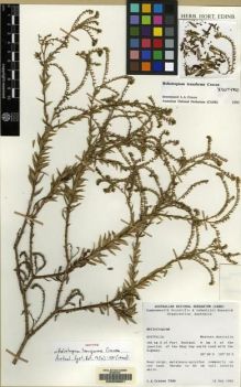 Type specimen at Edinburgh (E). Craven, Lyndley: 7589. Barcode: E00059821.