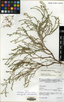 Type specimen at Edinburgh (E). Craven, Lyndley: 8566. Barcode: E00059839.