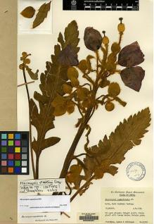 Type specimen at Edinburgh (E). Stainton, John; Sykes, William; Williams, Leonard: 5583. Barcode: E00060467.