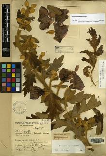 Type specimen at Edinburgh (E). Forrest, George: 15883. Barcode: E00060475.