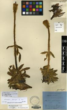 Type specimen at Edinburgh (E). Ludlow, Frank; Sherriff, George: 2723. Barcode: E00060537.