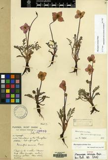 Type specimen at Edinburgh (E). Forrest, George: 12670. Barcode: E00060557.