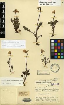 Type specimen at Edinburgh (E). Forrest, George: 14306. Barcode: E00060609.
