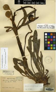 Type specimen at Edinburgh (E). Soulié, Jean: 2435. Barcode: E00060610.