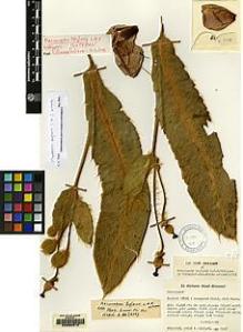 Type specimen at Edinburgh (E). Stainton, John; Sykes, William; Williams, Leonard: 6593. Barcode: E00060612.