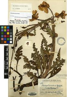 Type specimen at Edinburgh (E). Handel-Mazzetti, Heinrich: 9556. Barcode: E00060615.