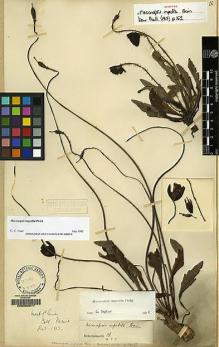 Type specimen at Edinburgh (E). Maire, Edouard-Ernest: . Barcode: E00060617.
