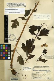 Type specimen at Edinburgh (E). Handel-Mazzetti, Heinrich: 9254. Barcode: E00060620.