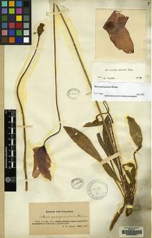 Type specimen at Edinburgh (E). Potanin, Grigorij: . Barcode: E00060621.