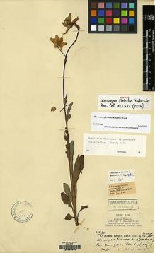 Type specimen at Edinburgh (E). Kingdon-Ward, Francis: 6038. Barcode: E00060622.