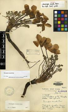 Type specimen at Edinburgh (E). Forrest, George: 12686. Barcode: E00060625.
