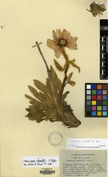 Type specimen at Edinburgh (E). Ludlow, Frank; Sherriff, George: 2309. Barcode: E00060626.
