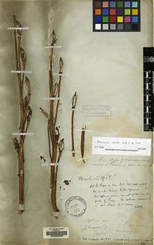 Type specimen at Edinburgh (E). Wallich, Nathaniel: 8124. Barcode: E00060628.