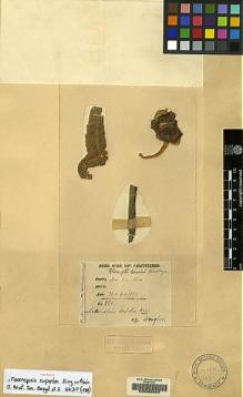 Type specimen at Edinburgh (E). Dungboo: 280. Barcode: E00060629.