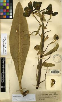 Type specimen at Edinburgh (E). Dhwoj, Lall: 18. Barcode: E00060633.