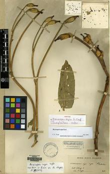 Type specimen at Edinburgh (E). Dhwoj, Lall: 18. Barcode: E00060634.